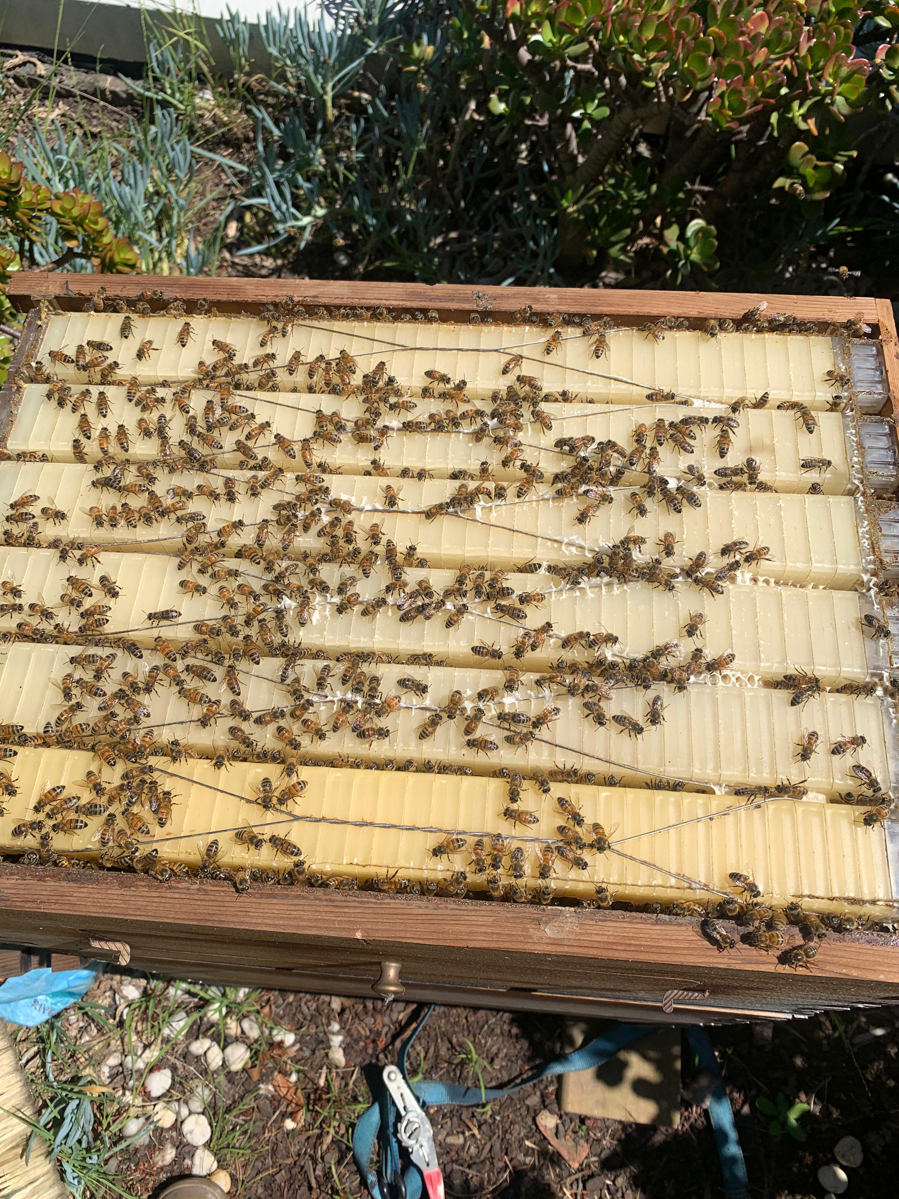 Offline record keeping for beekeepers: paper versus digital, honestly