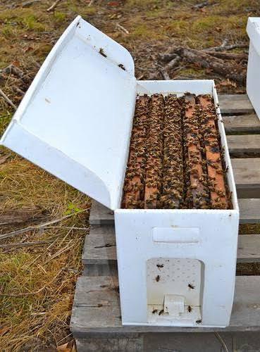 Registering as a beekeeper in NSW, Vic, Qld, WA, SA and Tas