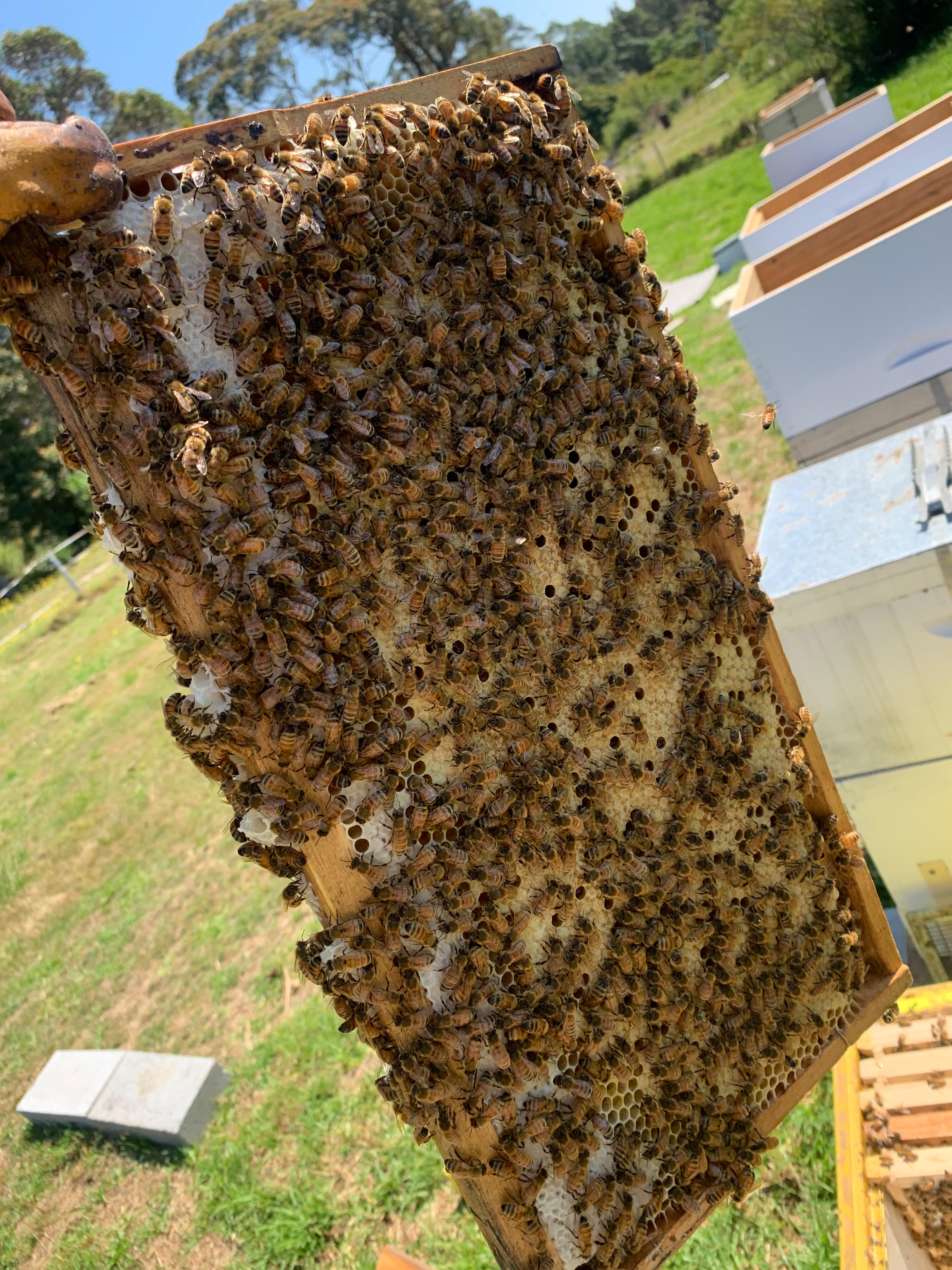 Spring buildup checklist for Australian beekeepers: September to November