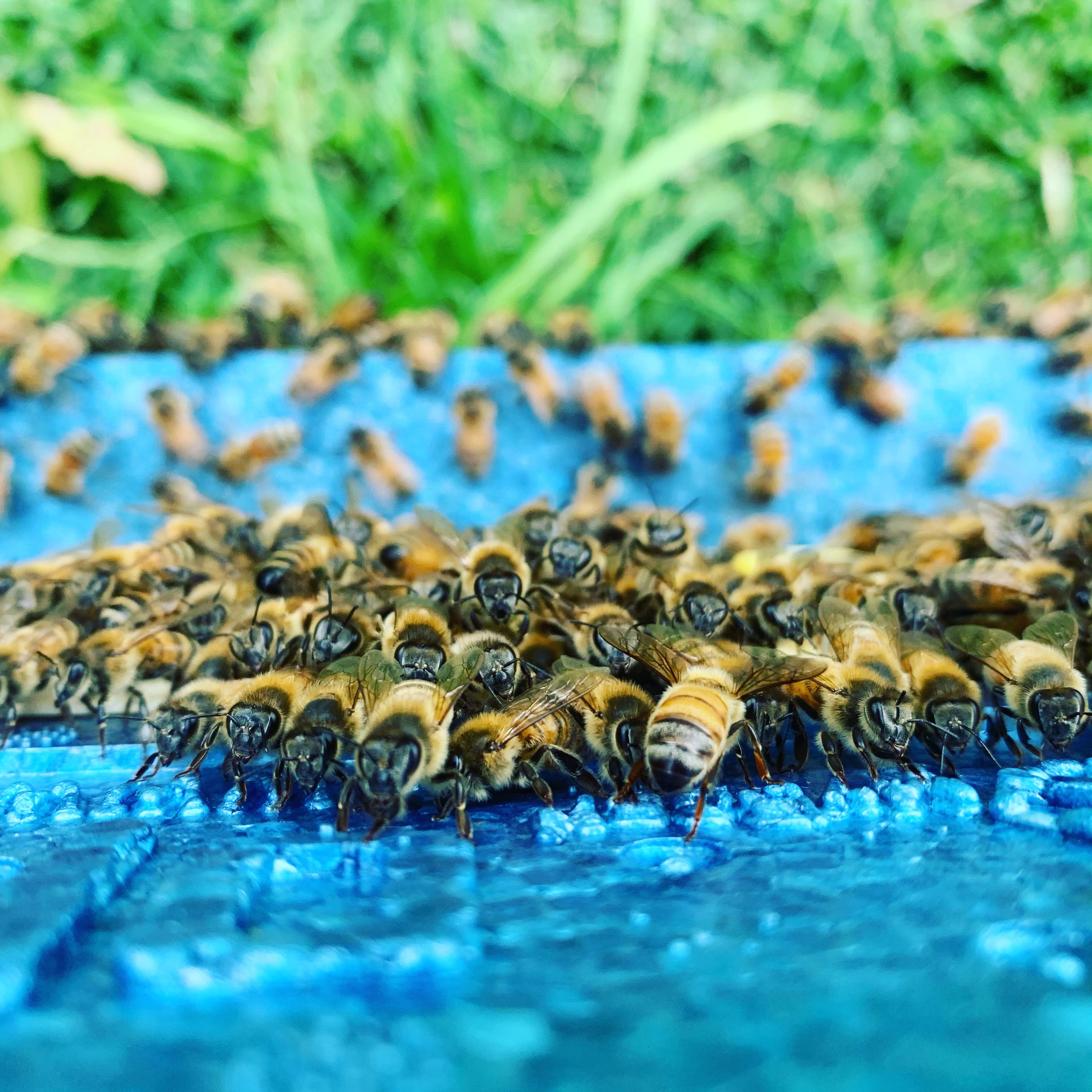 The sugar shake test, step by step, for Australian beekeepers