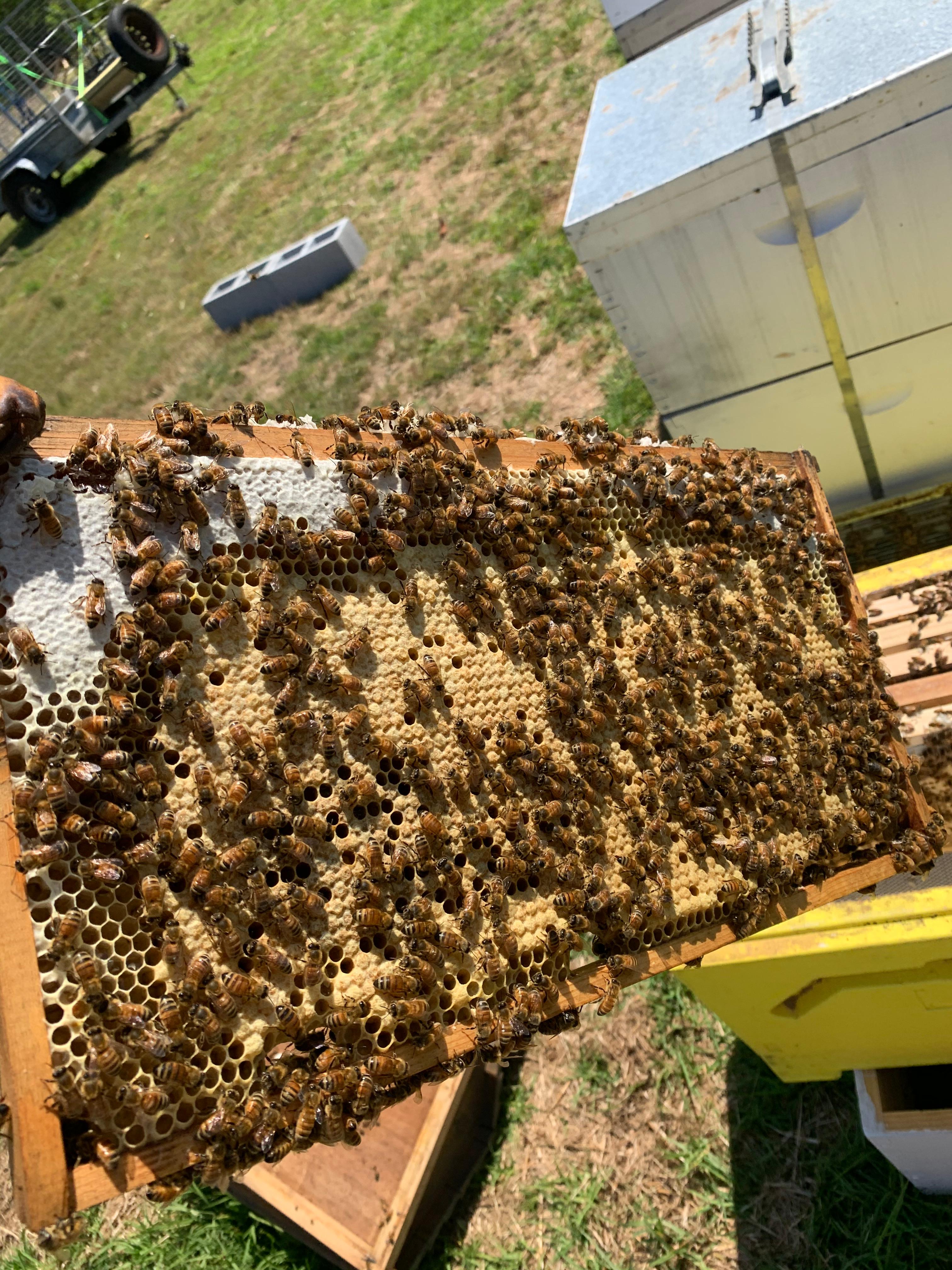 Varroa treatment options legal in Australia, and their withdrawal periods